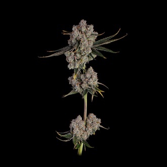 Candy Games 38 (Happy Valley Genetics) Feminisoidut