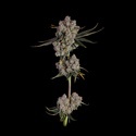 Candy Games 38 (Happy Valley Genetics) Feminisoidut