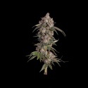 Game Over (Happy Valley Genetics) Feminisoidut