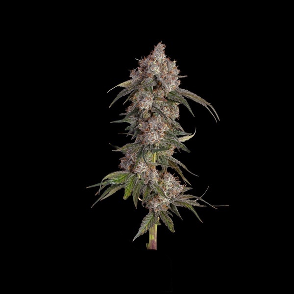 Game Over (Happy Valley Genetics) Feminisoidut