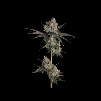 Knockout (Happy Valley Genetics) Feminisoidut