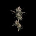Knockout (Happy Valley Genetics) Feminisoidut