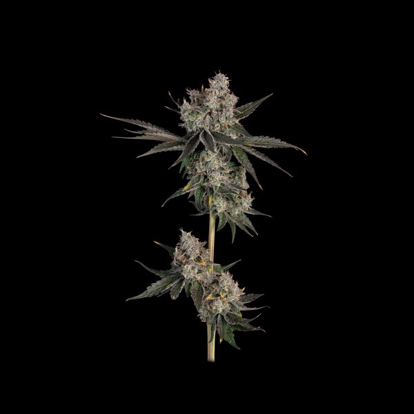 Knockout (Happy Valley Genetics) Feminisoidut