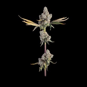 Overtime (Happy Valley Genetics) Feminisoidut