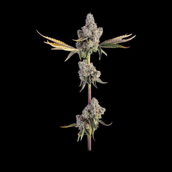 Overtime (Happy Valley Genetics) Feminisoidut