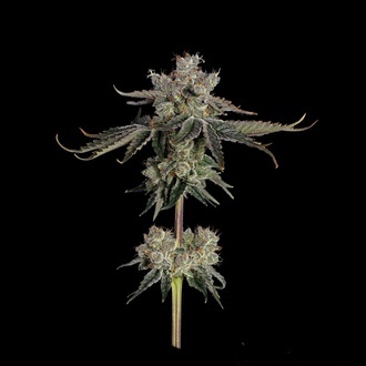 Sweet 16 (Happy Valley Genetics) Feminisoidut