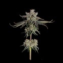 Sweet 16 (Happy Valley Genetics) Feminisoidut
