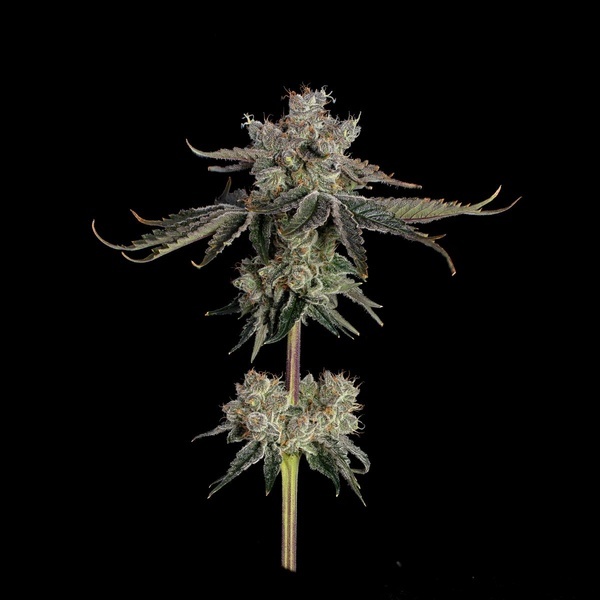 Sweet 16 (Happy Valley Genetics) Feminisoidut