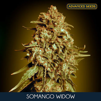 Somango Widow (Advanced Seeds) feminisoidut kannabiksen siemenet