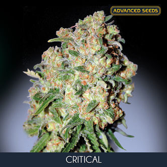 Critical (Advanced Seeds) feminisoitu