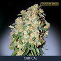 Critical (Advanced Seeds) Feminisoidut