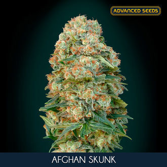 Afghan Skunk (Advanced Seeds) Feminisoidut