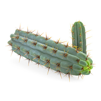 Echinopsis cuzcoensis