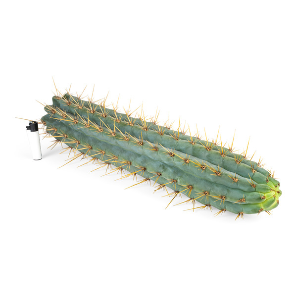 Echinopsis cuzcoensis