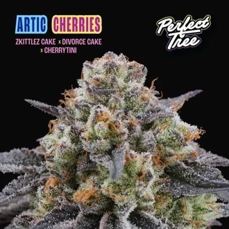 Arctic Cherries (Perfect Tree) Feminisoidut