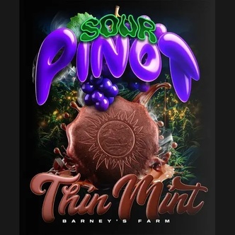 Mint x Sour Pinot Auto (Barney's Farm) feminisoitu