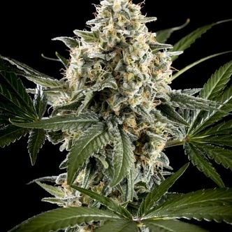 Sunset Sherbet Go Fast (Kannabia) feminisoidut
