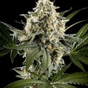 Sunset Sherbet Go Fast (Kannabia) Feminisoidut