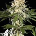 Sunset Sherbet Go Fast (Kannabia) Feminisoidut