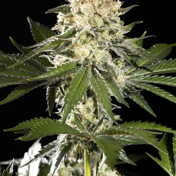 Sunset Sherbet Go Fast (Kannabia) Feminisoidut