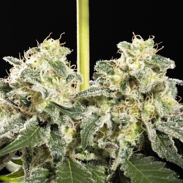 Sunset Sherbet Go Fast (Kannabia) Feminisoidut