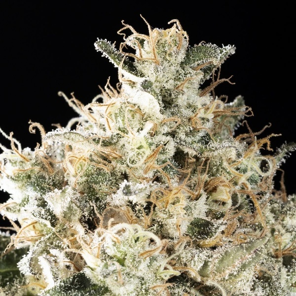 Sunset Sherbet Go Fast (Kannabia) Feminisoidut