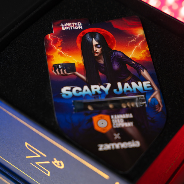 Scary Jane nopea versio (Kannabia x Zamnesia Seeds)