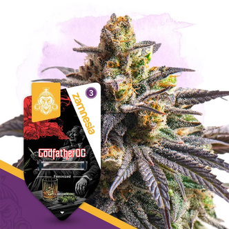 Godfather OG (Zamnesia Seeds) feminisoitu