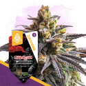 Godfather OG (Zamnesia Seeds) Feminisoidut