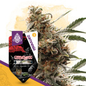 Godfather OG Autoflower (Zamnesia Seeds) Feminisoidut