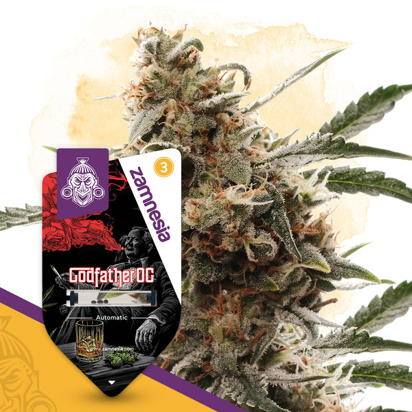 Godfather OG Autoflower (Zamnesia Seeds) Feminisoidut