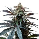 Cap Junky (Blimburn Seeds) Feminisoidut