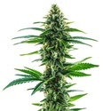 Khalifa Kush (Blimburn Seeds) Feminisoidut