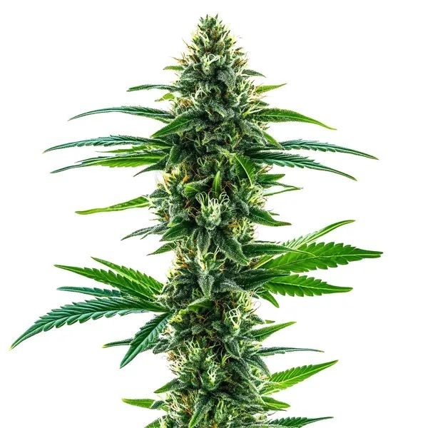 Khalifa Kush (Blimburn Seeds) Feminisoidut