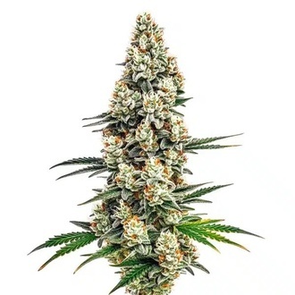 Stardawg (Blimburn Seeds) Feminisoidut