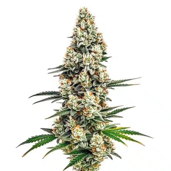 Stardawg (Blimburn Seeds) Feminisoidut