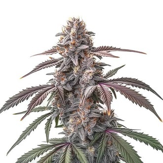 Pinkman Goo (Blimburn Seeds) Feminisoidut