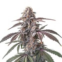 Pinkman Goo (Blimburn Seeds) Feminisoidut