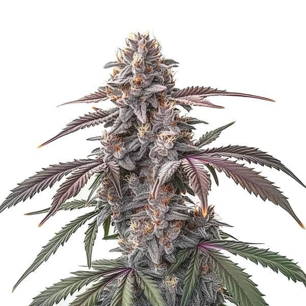 Pinkman Goo (Blimburn Seeds) Feminisoidut