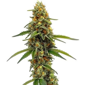 CBD ACDC (Blimburn Seeds) Feminisoidut