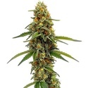 CBD ACDC (Blimburn Seeds) Feminisoidut