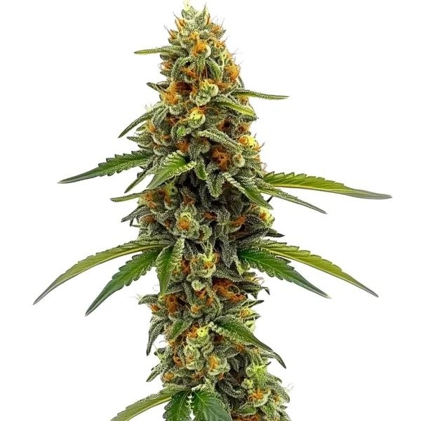 CBD ACDC (Blimburn Seeds) Feminisoidut