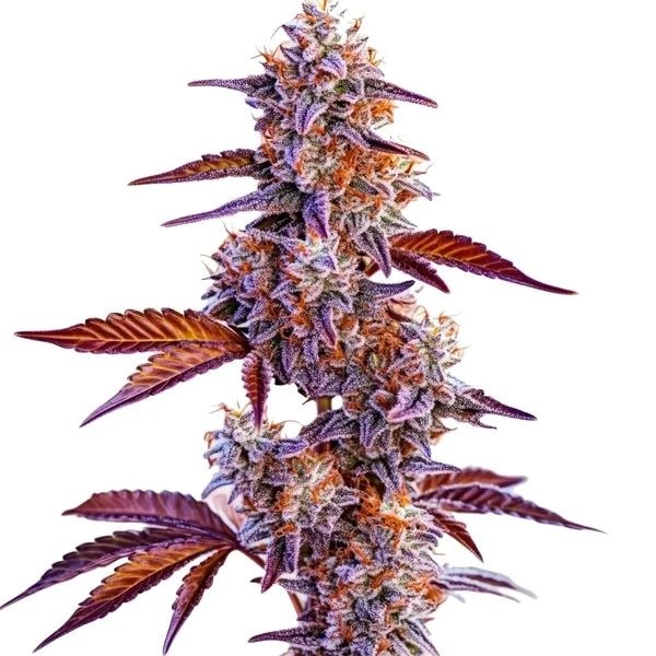 Trop Cherry (Blimburn Seeds) Feminisoidut