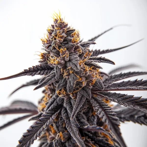 Donny Burger (Blimburn Seeds) Feminisoidut
