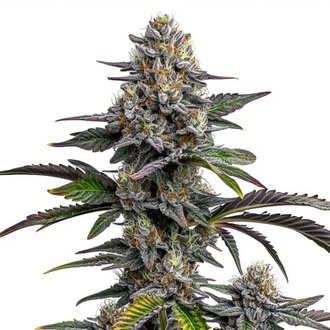 Glitter Bomb (Blimburn Seeds) Feminisoidut