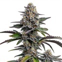 Glitter Bomb (Blimburn Seeds) Feminisoidut