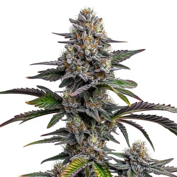 Glitter Bomb (Blimburn Seeds) Feminisoidut