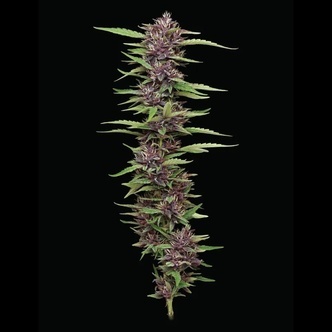 PPD (Humboldt Seed Company) feminisoitu