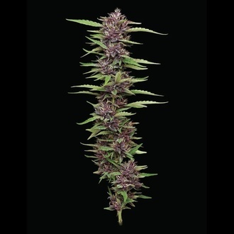 PPD (Humboldt Seed Company) Feminisoidut