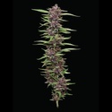 PPD (Humboldt Seed Company) Feminisoidut